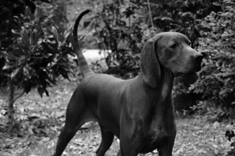 Find a Breeder or Rescue