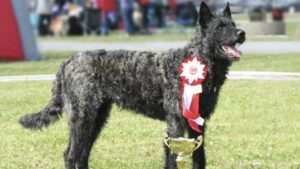 Dutch Shepherd