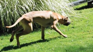 Side photo of a Rhodesian Ridgeback