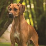 A photo of a Rhodesian Ridgeback looking ahead.