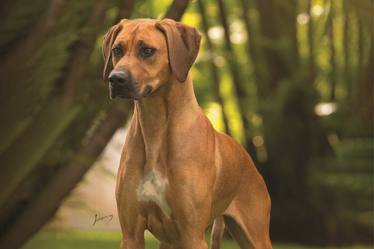 A photo of a Rhodesian Ridgeback looking ahead.