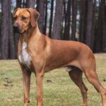 A photo of a Rhodesian Ridgeback standing sideways in grass.