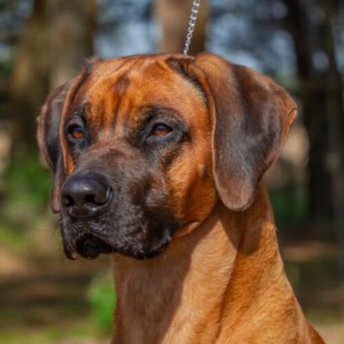 A close-up photo of a Rhodesian Ridgeback's head.