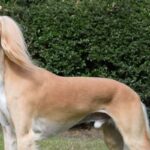 A photo of a Saluki dog standing sideways.