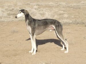 Saluki