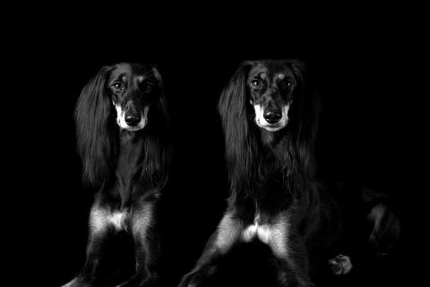Find a Breeder or Rescue