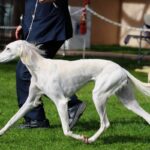 A photo of a Saluki walking.
