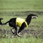 A photo of a Saluki running.