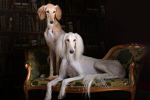 Saluki Standard