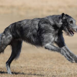 A photo of a Scottish Deerhound running.