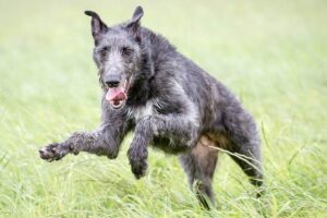 Iron Gate Hounds | Lynne Lozano
