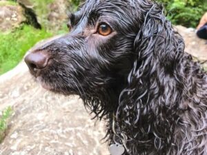 Scout, the AKC Humane Fund ACE Award Winner