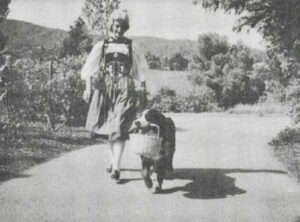 The History of the Bernese Mountain Dog