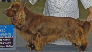 Sussex Spaniel