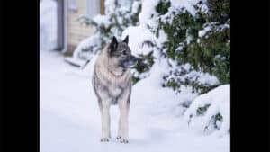 Norwegian Elkhound