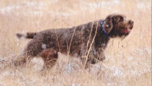 Wirehaired Pointing Griffon