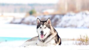 Alaskan Malamute