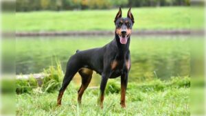 German Pinscher