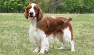 Judging The Welsh Springer Spaniel
