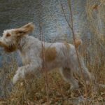 A photo of a Spinone Italiano running through grass.