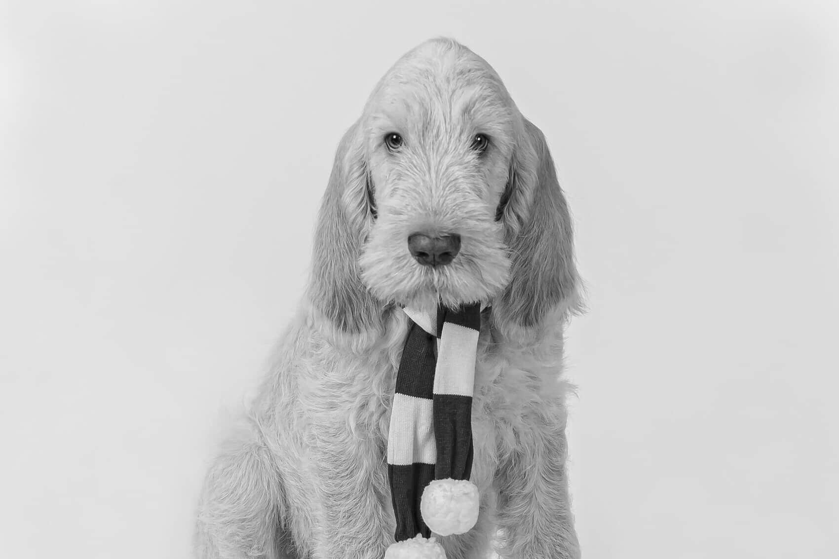 Find a Breeder or Rescue