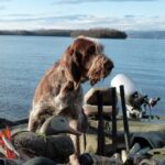 A photo of a Spinone Italiano sitting on a boat.