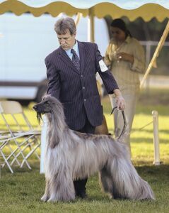 Stephen Williams | Afghan Hounds