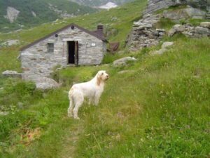 Spinone Italiano on the slopes of the Italian Alps