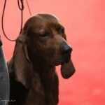Close-up photo of a Reedbone Coongound at a dog show.