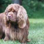 Sussex Spaniel dog standing outside in the grass.