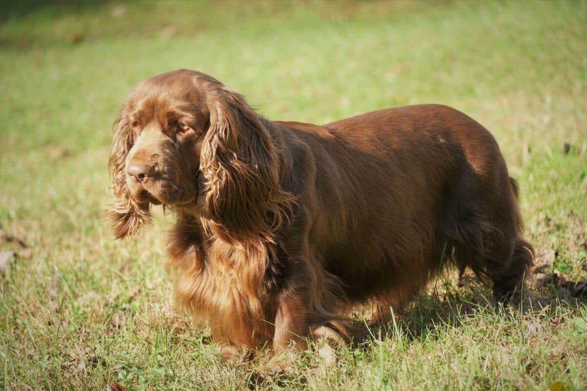 Sussex Spaniel dog standing outside in the grass.