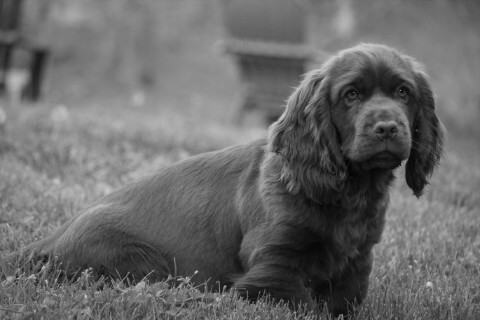 Find a Breeder or Rescue