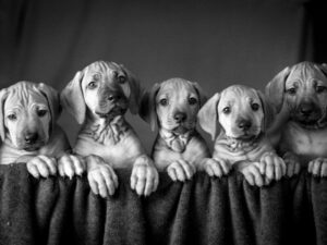 Black and white photo of Rhodesian Ridgeback puppies.