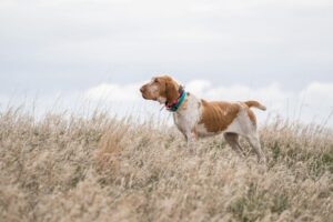 Bracco Italiano on the hill