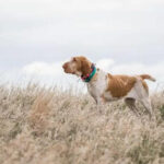 Bracco Italiano in the field.