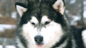 Close-up head photo of an Alaskan Malamute
