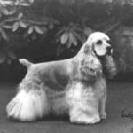 A black and white photograph showcasing the Cocker Spaniel.