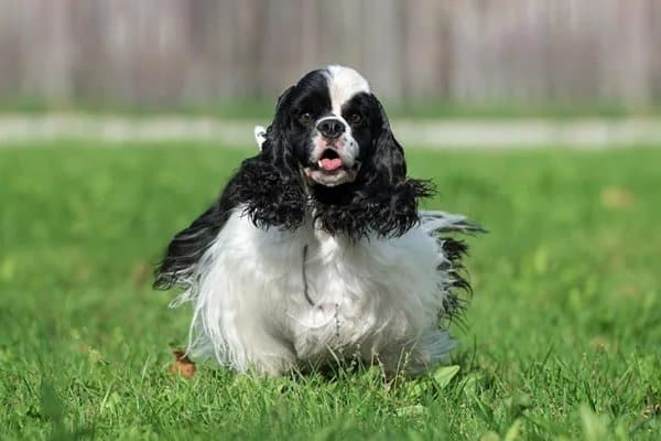 A Cocker Spaniel, a black and white dog, joyfully running on the grass with its ears flapping in the wind.