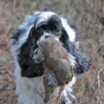 A close-up photo of a Cocker Spaniel with floppy ears and a shiny coat, holding a bird in his mouth.