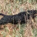 Cocker Spaniel joyfully sprinting through tall grass in a field.