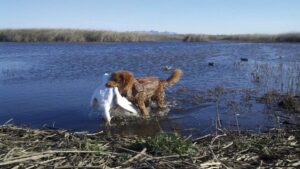 The Nova Scotia Duck Tolling Retriever (Toller)