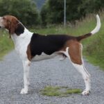 A photo of a Treeing Walker Coonhound standing sideways.