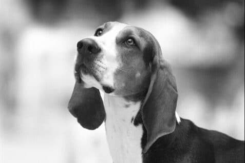 Find a Breeder or Rescue