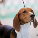 A close-up photo of Treeing Walker Coonhound's head.