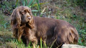 Sussex Spaniel