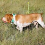 Bracco Italiano in the field.