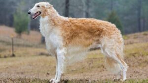 Borzoi