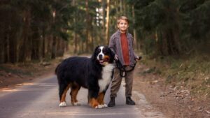 Bernese Mountain Dog