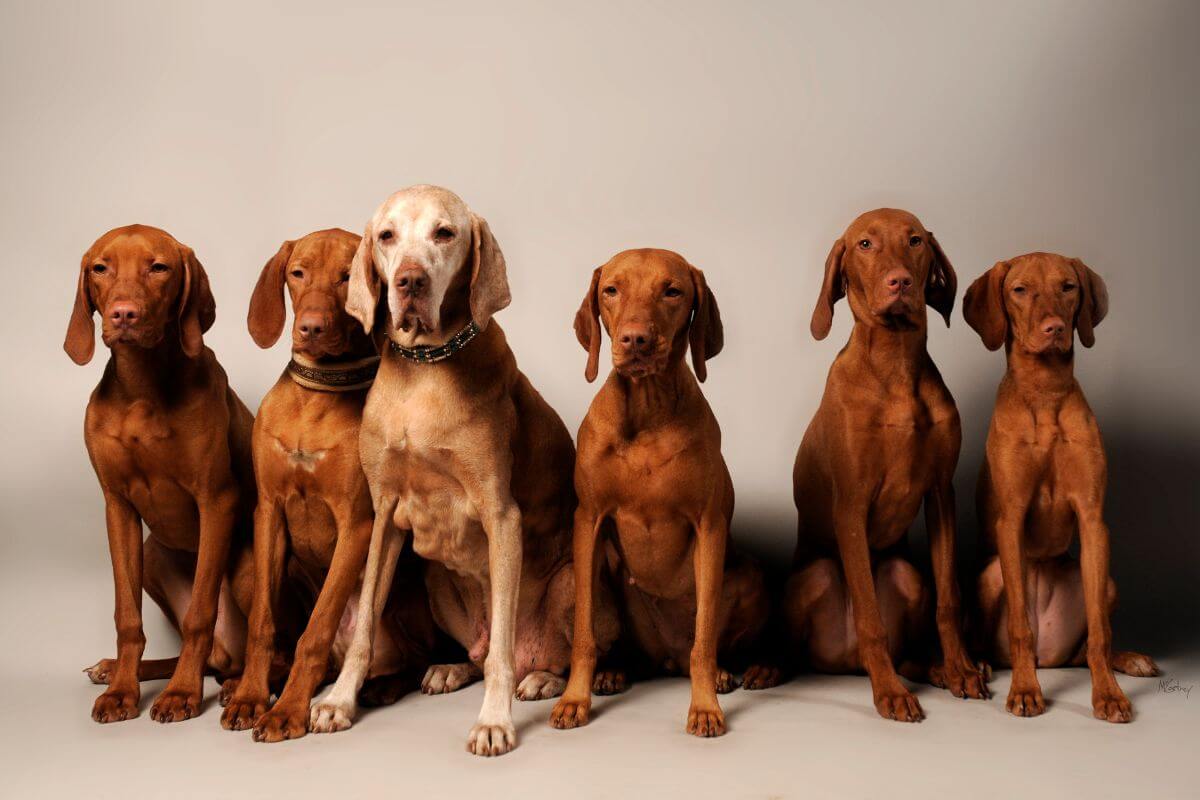 Several Vizsla dogs sitting closely together in a group.