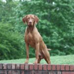 Vizsla dog standing on top of a brick wall.